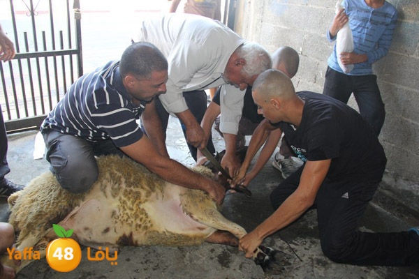 dabe7 ludj31 (85).JPG